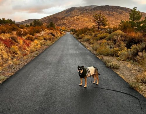 Customer photo review of Biothane Long Line with Detachable Handle