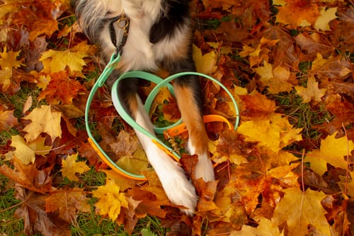 Customer photo review of Auto Locking Carabiner Upgrade