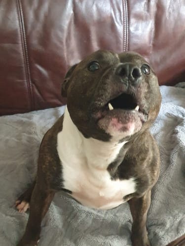 Customer photo review of Baby Fresh Dog Shampoo