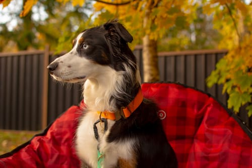 Customer photo review of Adjustable Biothane Quick Release Dog Collar