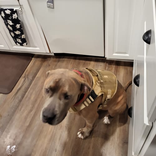 Customer photo review of Classic Heavy-Duty Tactical No-Pull Team K9™ Dog Harness With Front & Back D-Rings, Quick-Release Metal-Buckles, Hook & Loop Panels, & Top Handle
