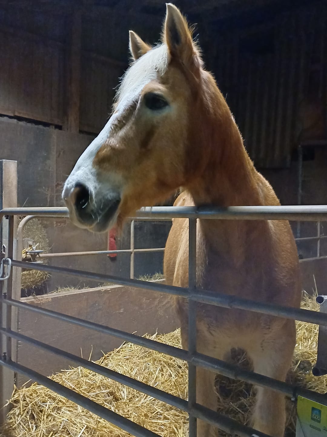 Customer photo review of Kristallkraft Brave Horse