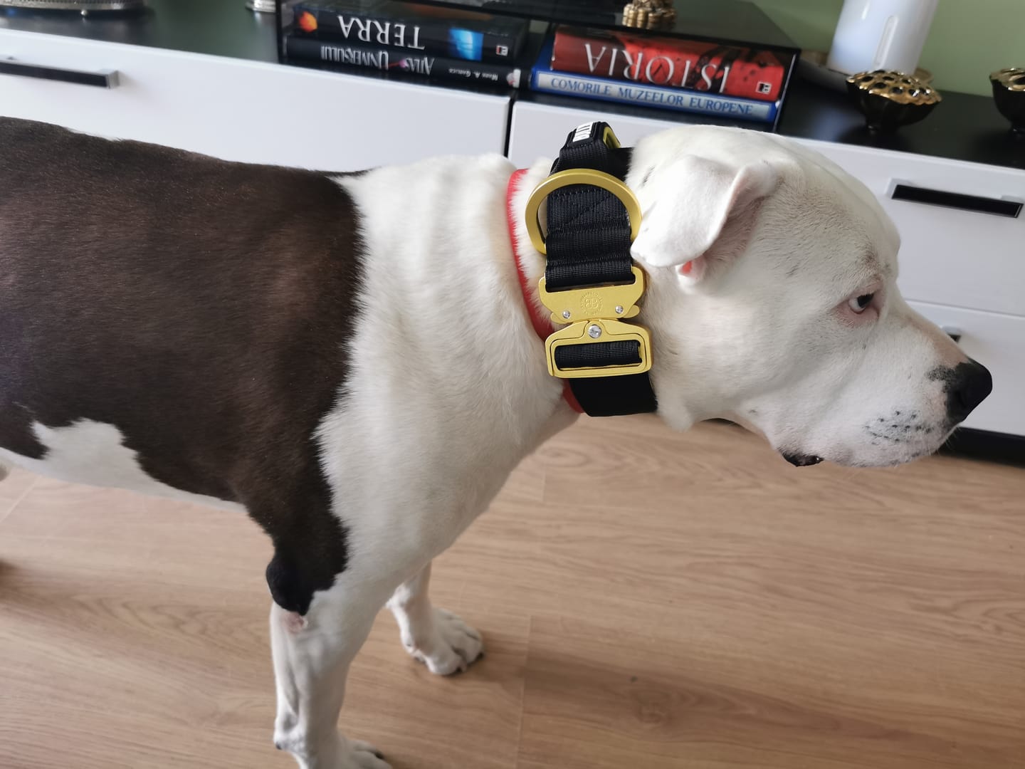 Customer photo review of 5cm LIGHTER Combat® Collar | With Handle Rated Clip - Black, Yellow & Gold