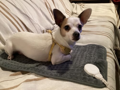 Customer photo review of Chicken Risotto