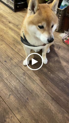 Customer video review of FunFunPet 高機能ハーネス（お名前タグ作成サービス付き）