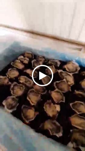 Customer video review of Frozen Half Shell Pacific Oyster Box