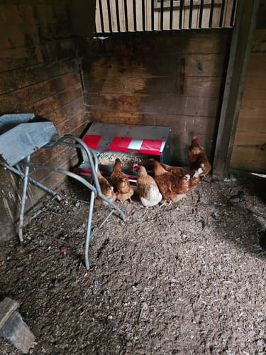 Customer photo review of Medium (34") Reversible Rollout Nest Box (Up to 32 Hens)