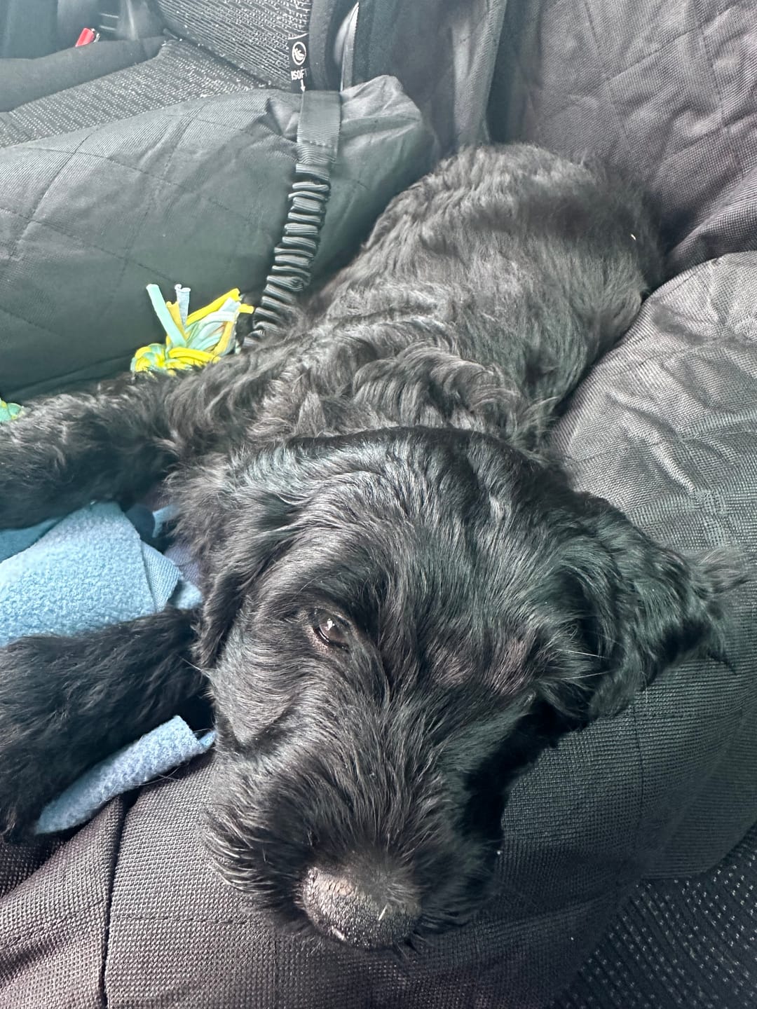 Customer photo review of Pet Seat Belt