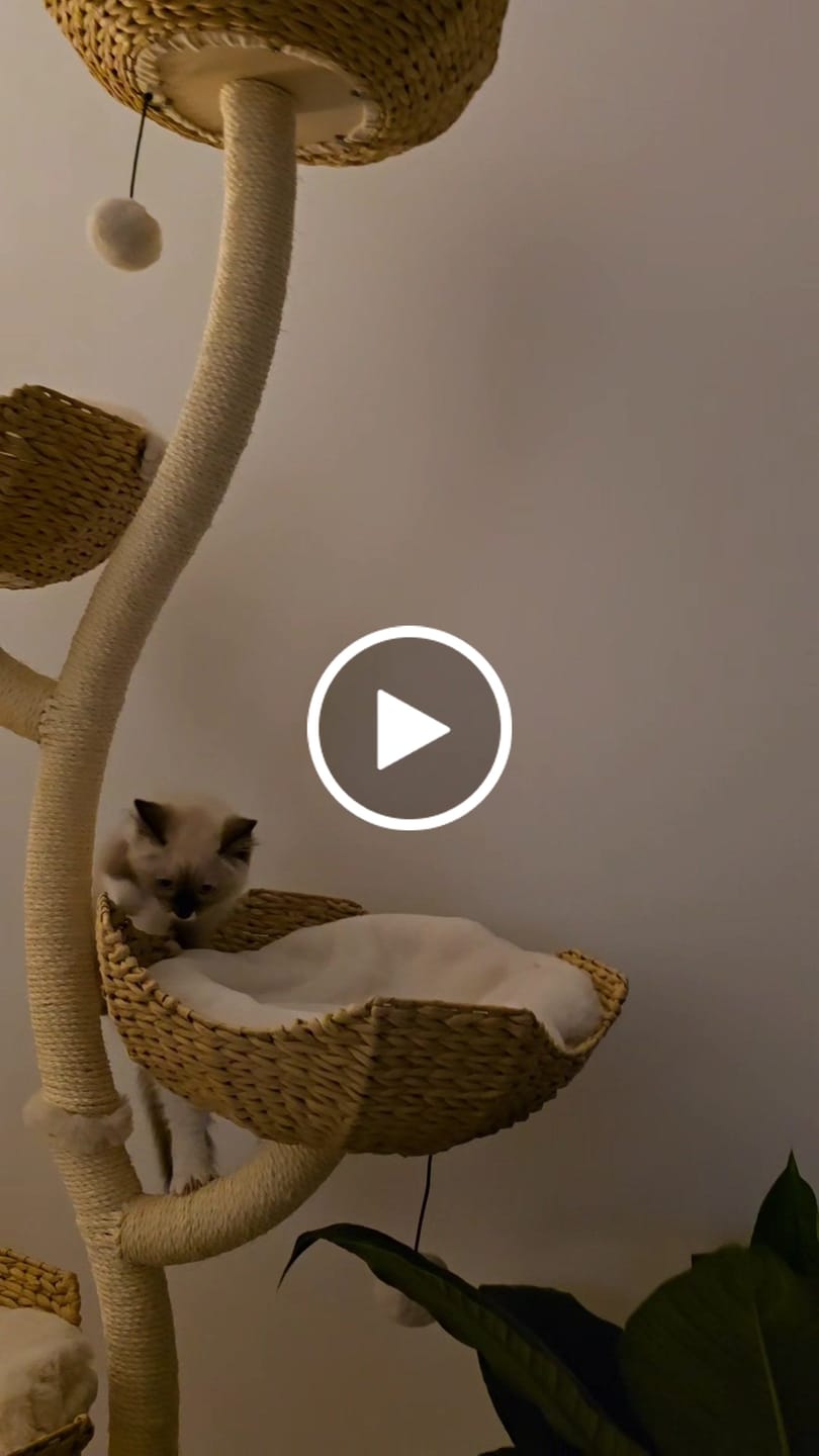 Customer video review of MICHU Ivy Cat Tower Deluxe 4-Tier Designer Tall Cat Tree