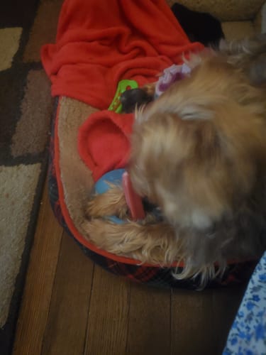 Customer photo review of STRAWBERRY YAK CHEWS