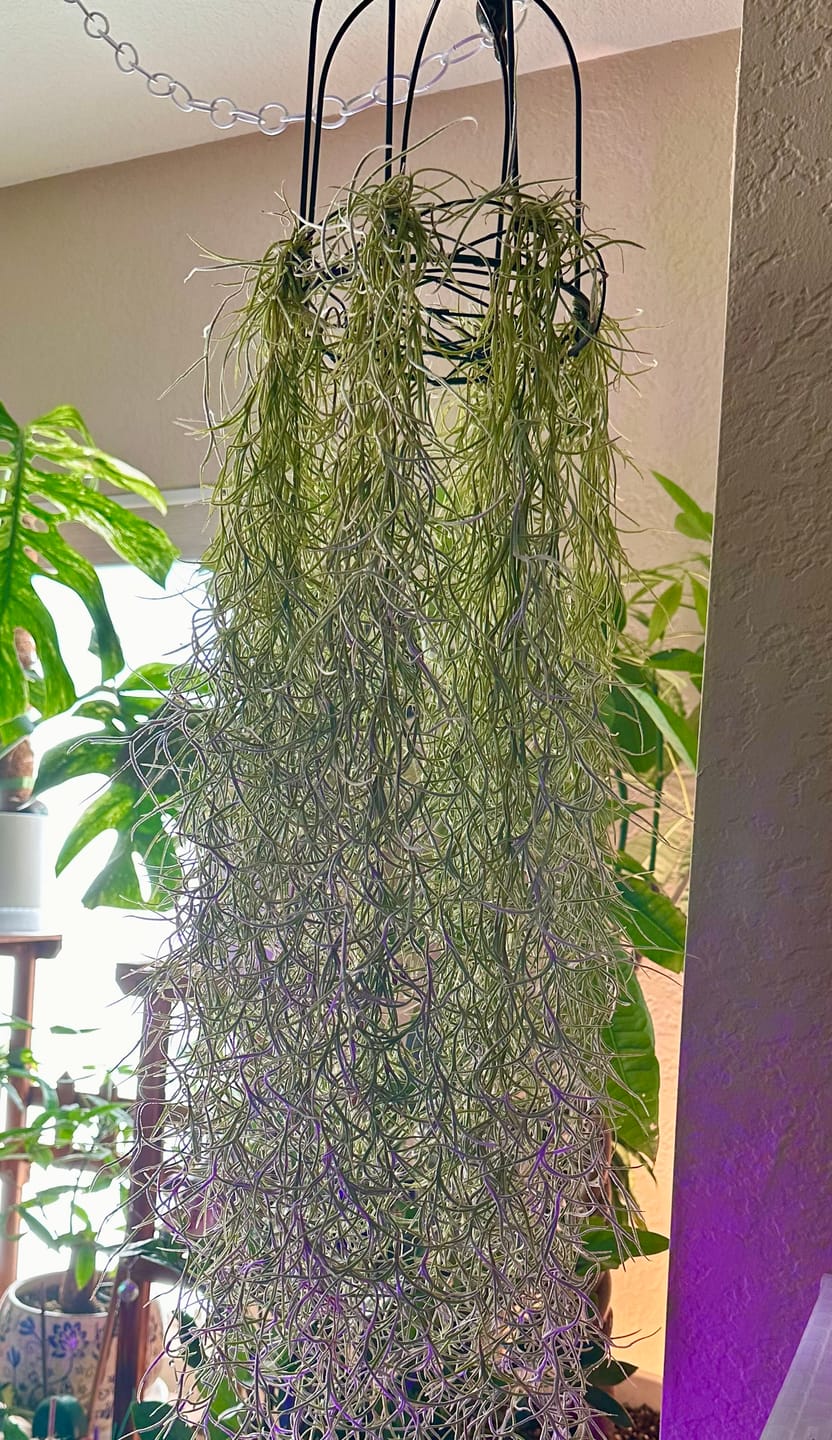 Customer photo review of Usneoides (Spanish Moss) White  On Hanging Wire!