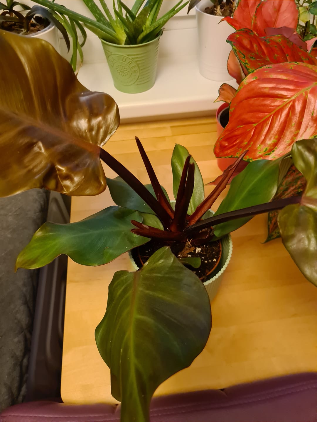 Customer photo review of PHILODENDRON SUNLIGHT