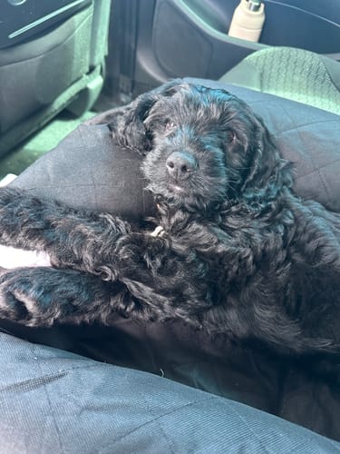 Customer photo review of Car Seat Cover