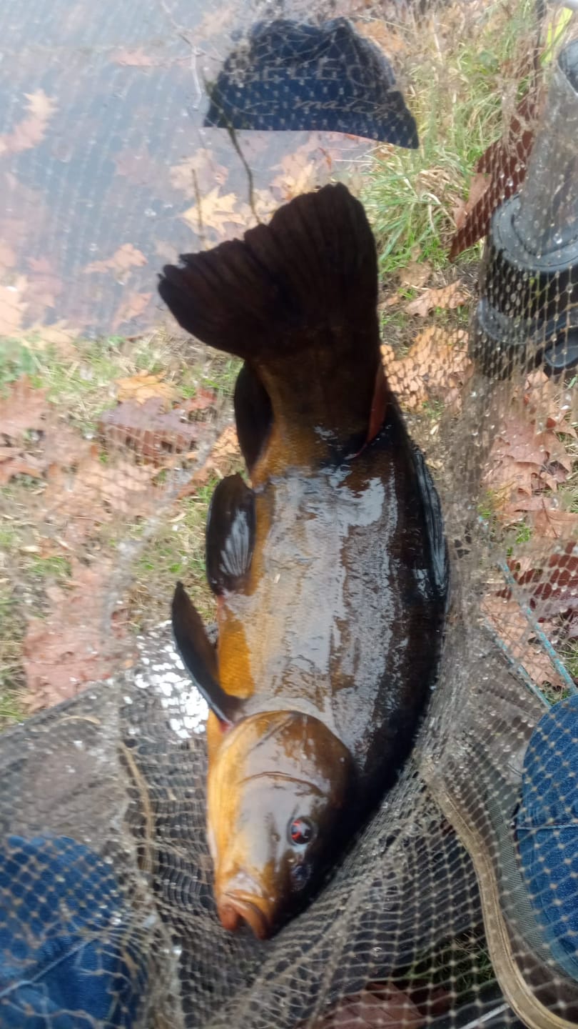 Customer photo review of Monsterkemp 1kg