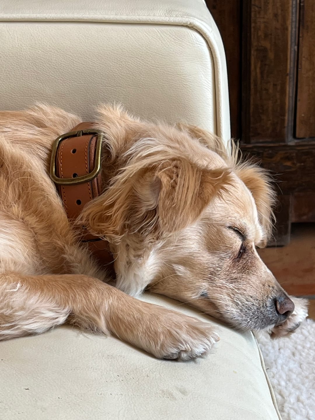 Customer photo review of Keepaws™ Leather AirTag Collar
