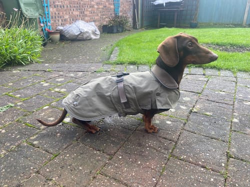Customer photo review of Hermy Dachshund Coat with Removeable Lining & Harness Hole