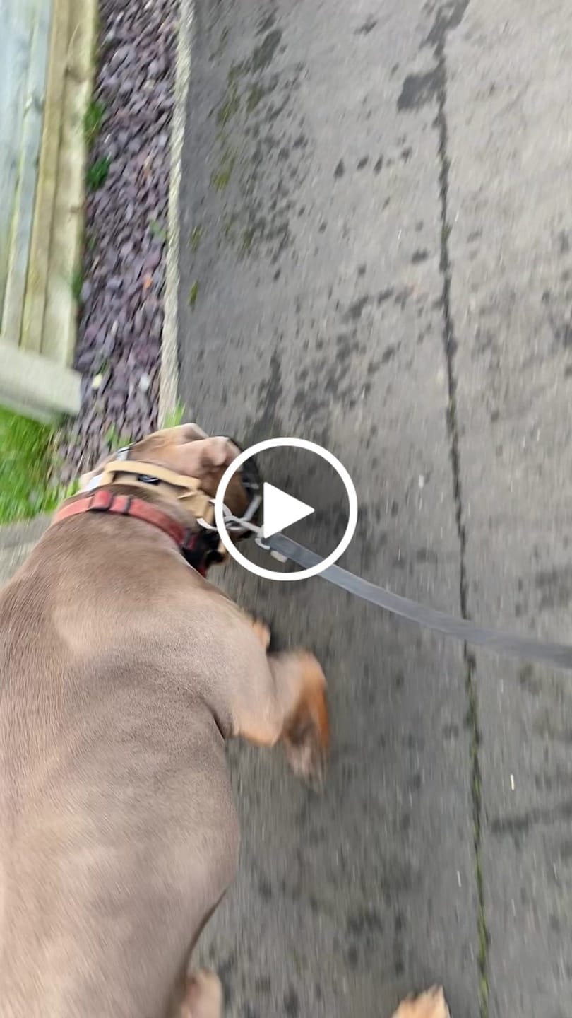 Customer video review of 5cm Combat® Collar | With Handle & Secure Clip - Tan