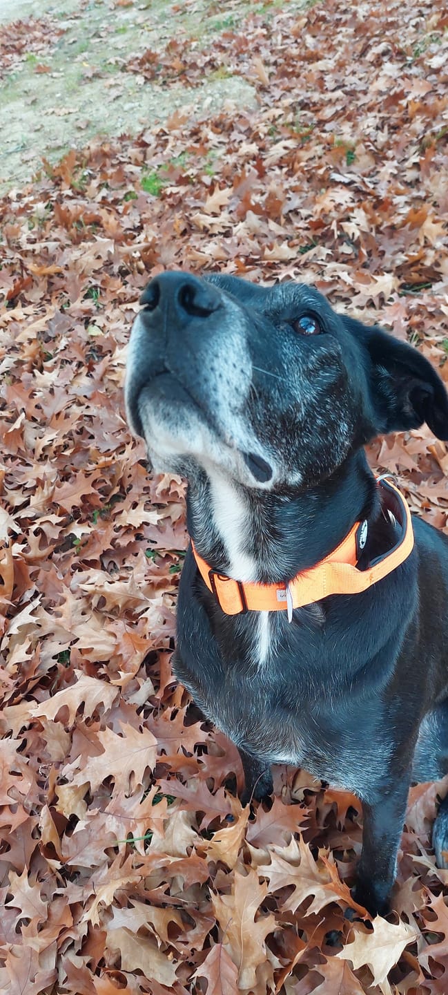 Customer photo review of 4cm Combat® Collar | With Handle & Rated Clip - Orange v2.0