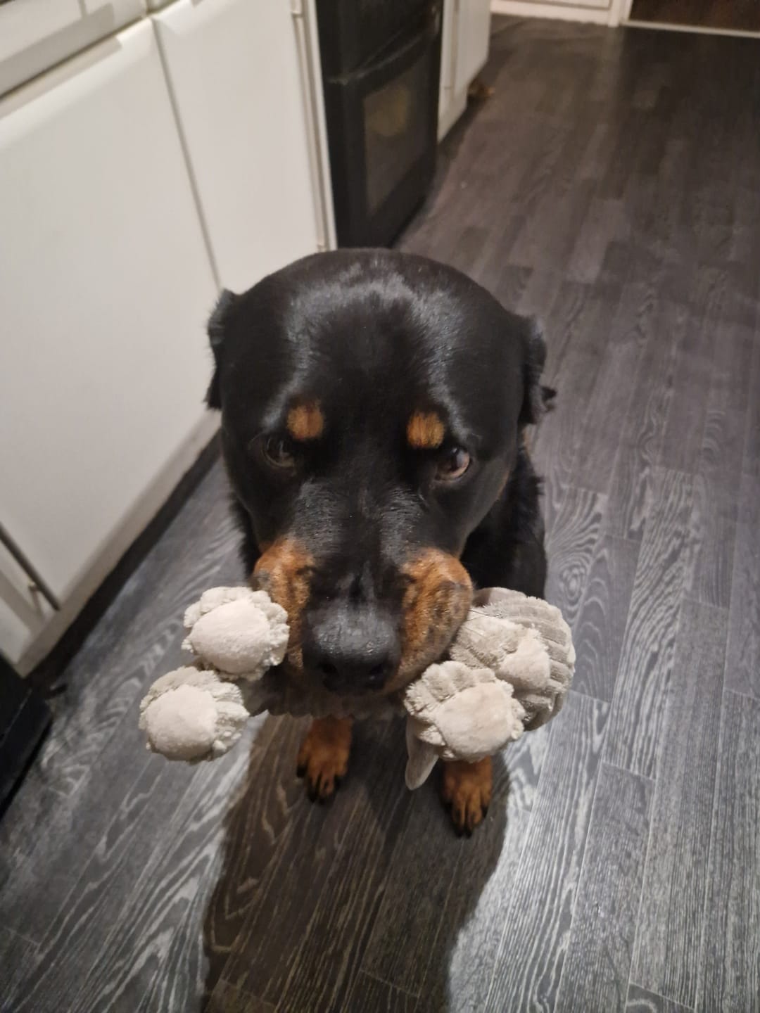 Customer photo review of Total Joint Care Supplement For Dogs