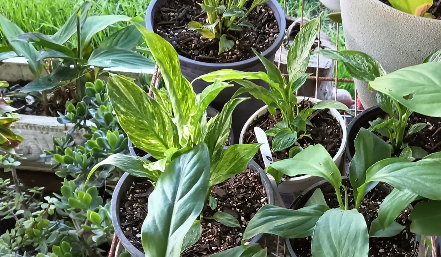 Customer photo review of Spathiphyllum - Peace Lily - Domino - Variegated