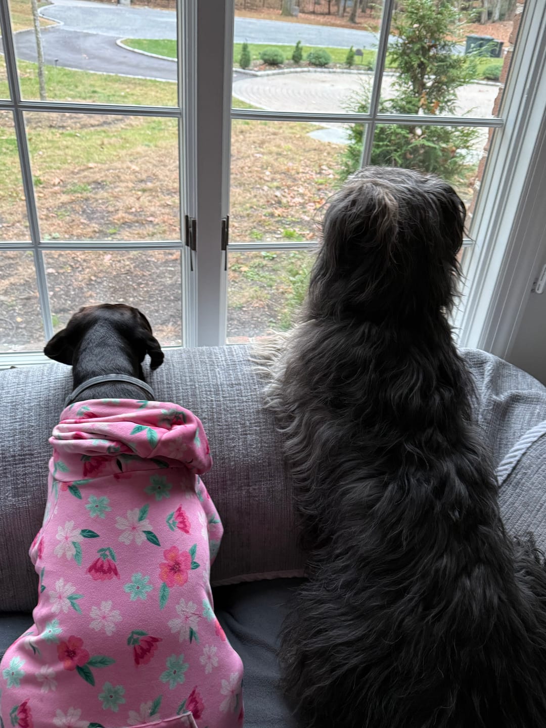 Customer photo review of Velvet Human Hoodie - Snow Cone