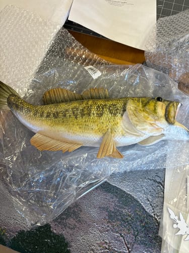 Customer photo review of 15"L Largemouth Bass Natural MK2086