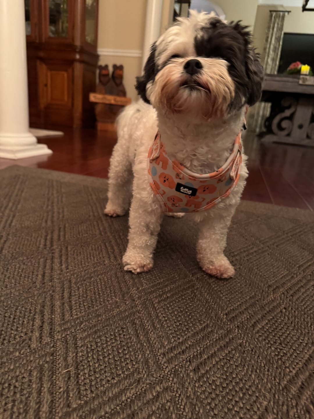 Customer photo review of Adjustable Dog Harness - Curly Club Collection