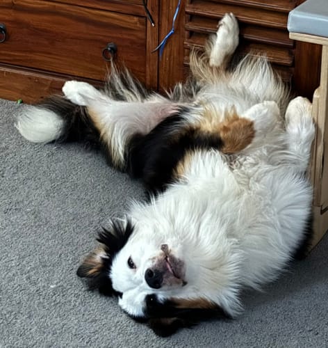 Customer photo review of Cow Skin Rolls (10 Pack) Long Lasting Chews