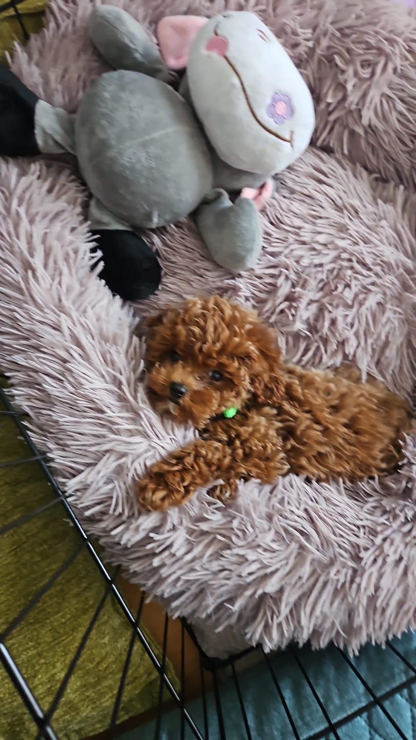 Customer photo review of Mellowpurr Huzurlu Paws Yatağı | Süper Yumuşak