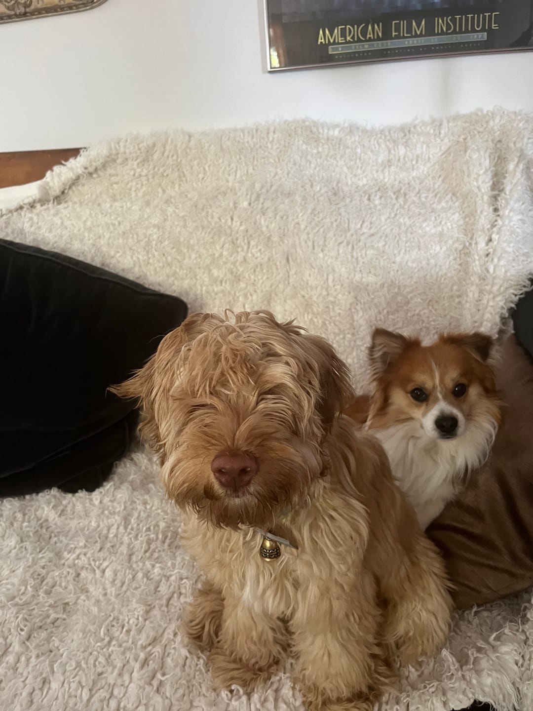 Customer photo review of Dog Bad Breath & Dental Care Remedy
