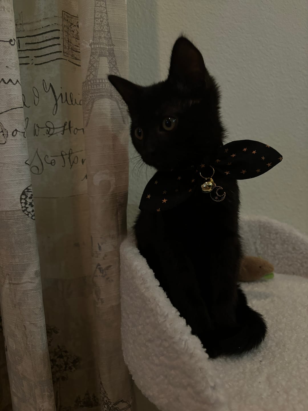 Customer photo review of Black Stars Print Cat Collar with Charm