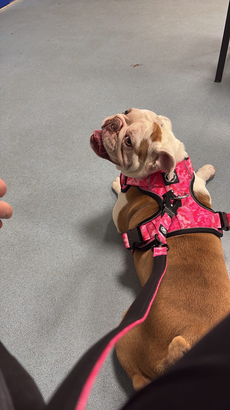 Customer photo review of Comfort Premium Harness | Non Restrictive - Bubblegum