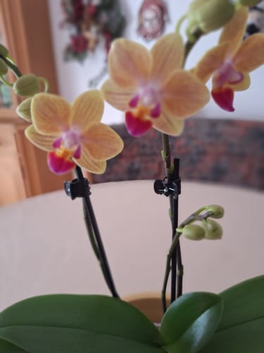 Customer photo review of Table Dance 'El Paso' mit gelb-orange-gestreiften Blüten und 3 Rispen