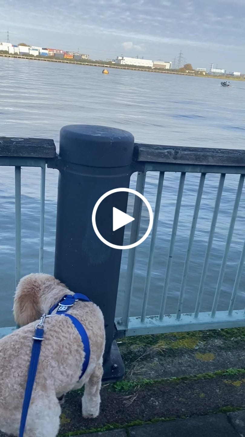 Customer video review of Training Anti Pull TRI-Harness® | M-XL Breeds - Blue
