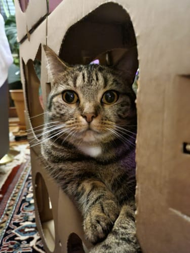 Customer photo review of Katzenhaus Royal Castle - braun