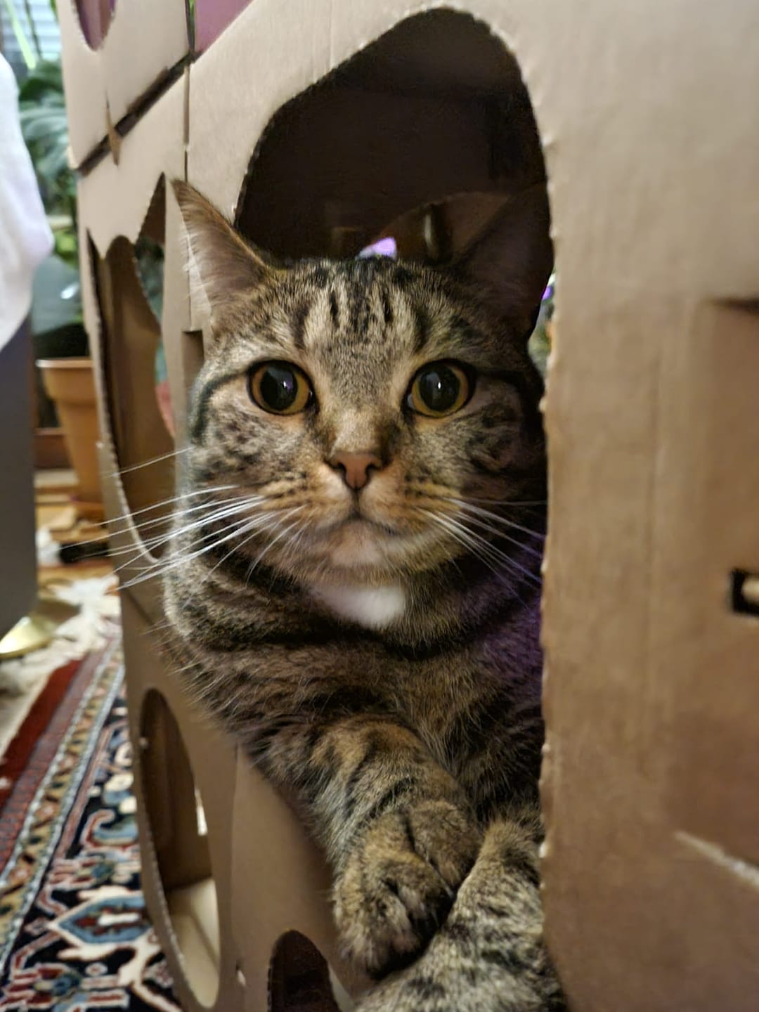 Customer photo review of Katzenhaus Royal Castle - braun