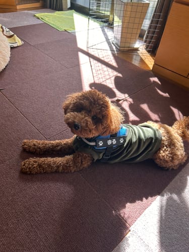 Customer photo review of FunFunPet 高機能ハーネス（お名前タグ作成サービス付き）