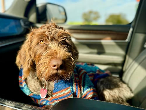 Customer photo review of Playa Poncho - Surprise Color