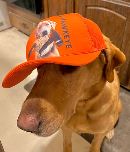 Customer photo review of Hunting Dogs Pheasant Hunting Blaze Orange Custom Name Mesh Back Cap, Hunting Cap FSD4524