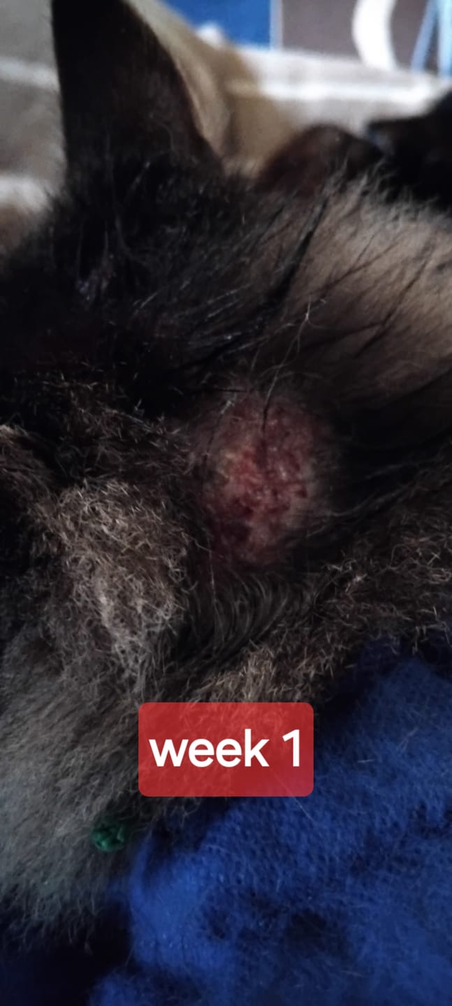 Customer photo review of Cat Gel