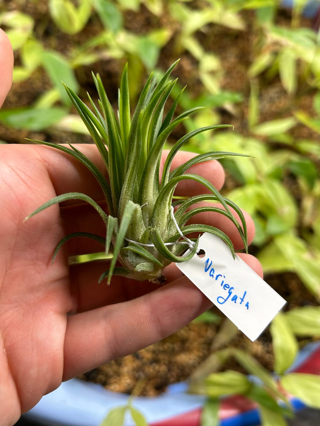 Customer photo review of Ionantha Variegata  Rare Ionantha Form *SALE!*
