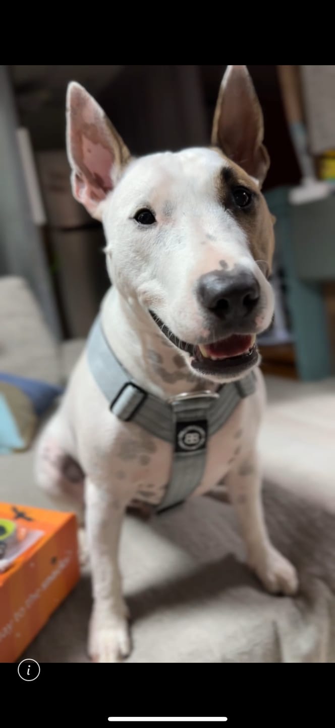 Customer photo review of Training Anti Pull TRI-Harness® | M-XL Breeds - Metal Grey