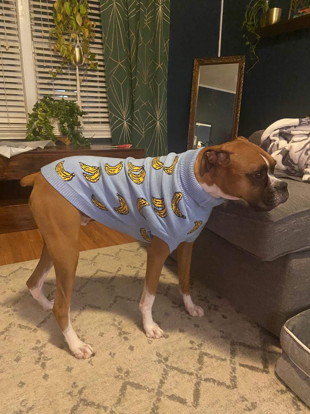 Customer photo review of Banana Knit Dog Sweater