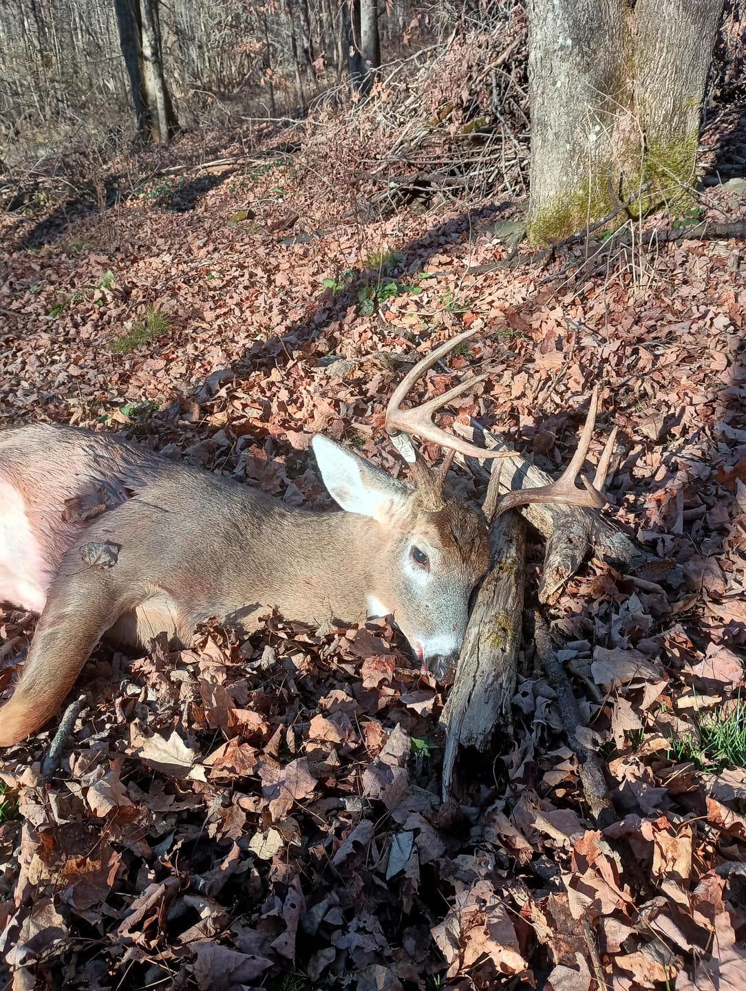 Customer photo review of VisST See-Through Pop-Up Ground Blinds with Silent Magnetic Door