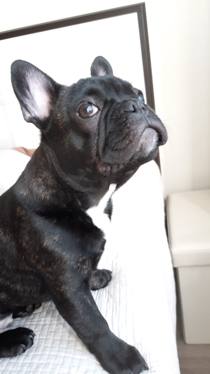 Customer photo review of Hypoallergenic ActiWet konservi suņiem ar zivi