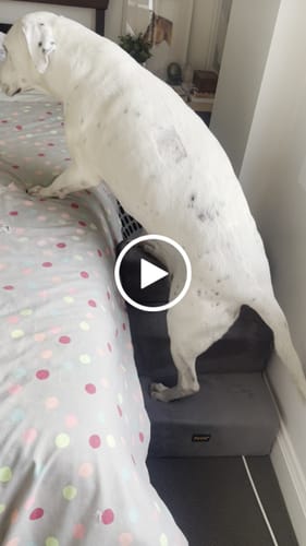 Customer video review of PaWz Detachable Pet Stairs Grey