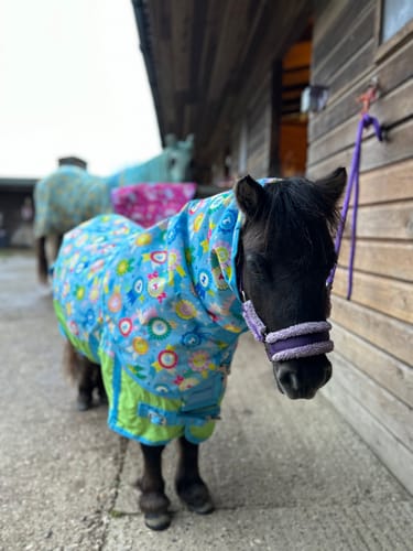 Customer photo review of NEW! Champion Turnout Rug