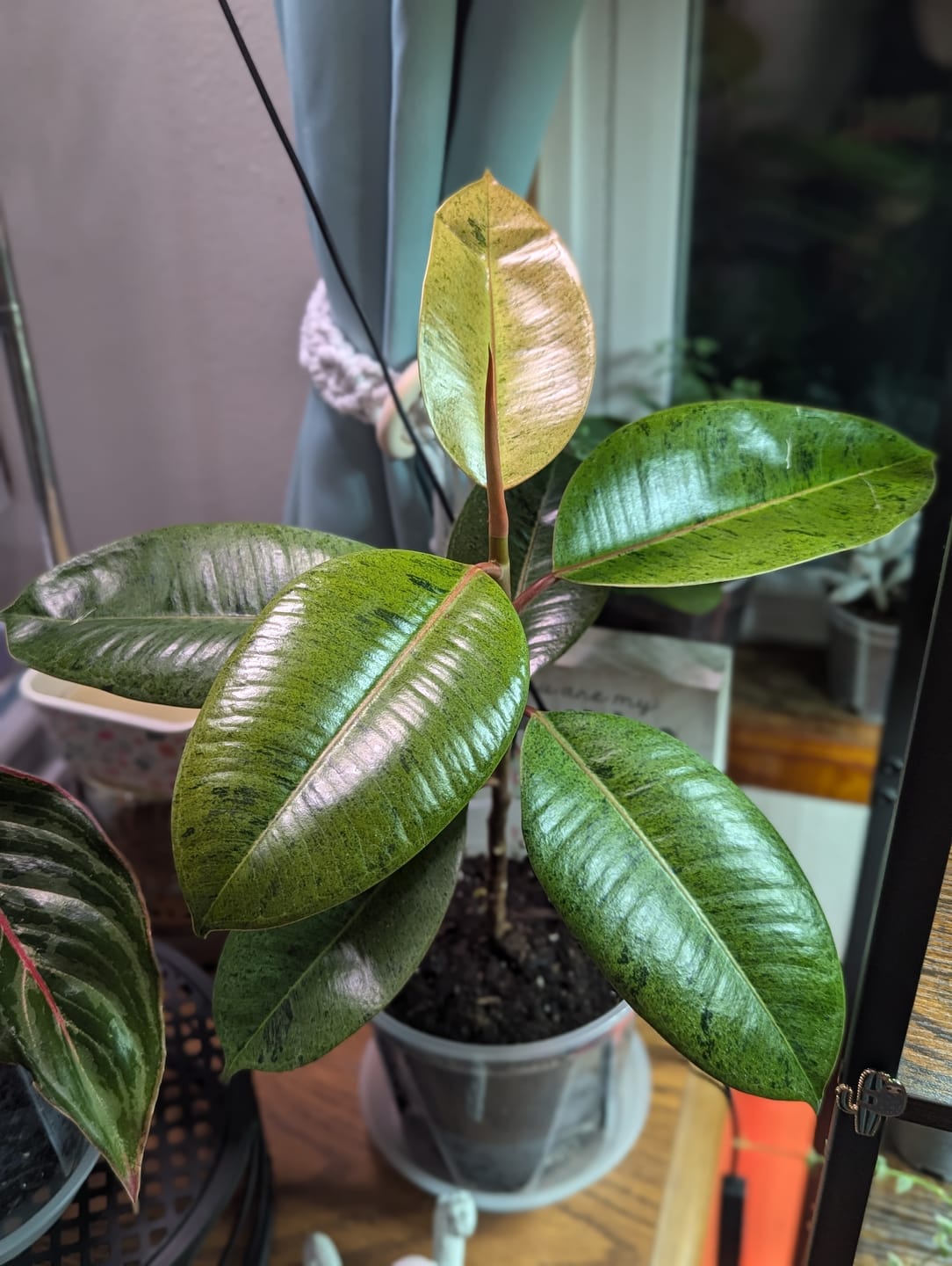 Customer photo review of Ficus elastica 'Shivereana'