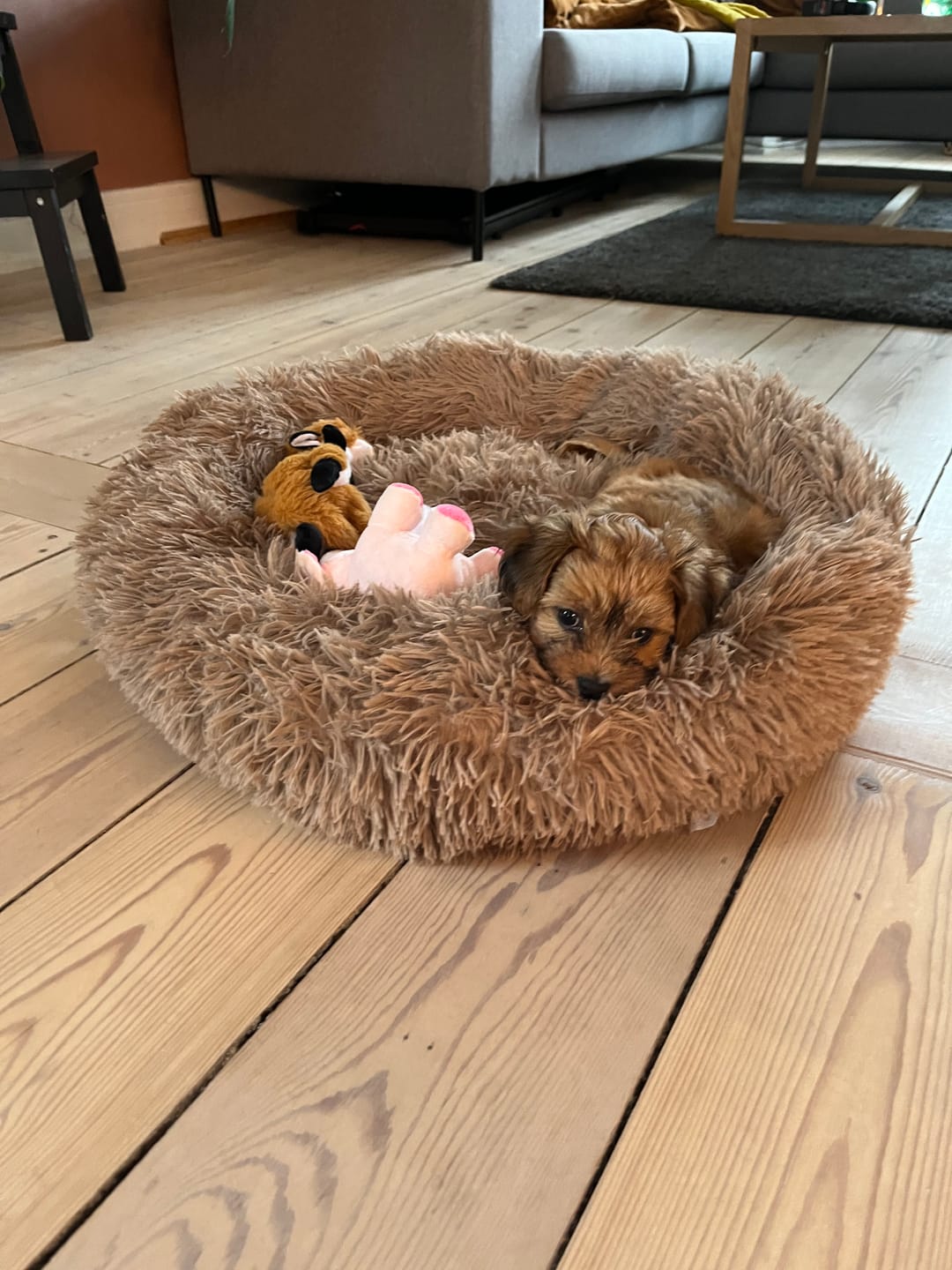 Customer photo review of THE ORIGINAL - Donut hundeseng (coffee)
