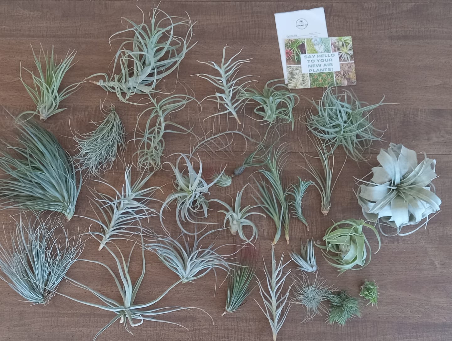 Customer photo review of 15 Pack Premium Air Plants Mix  *Cannot Be Shipped Internationally*